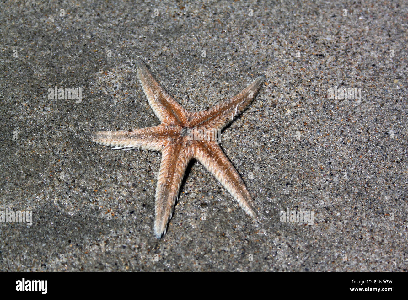 Starfish lying on sand bed Stock Photo Alamy