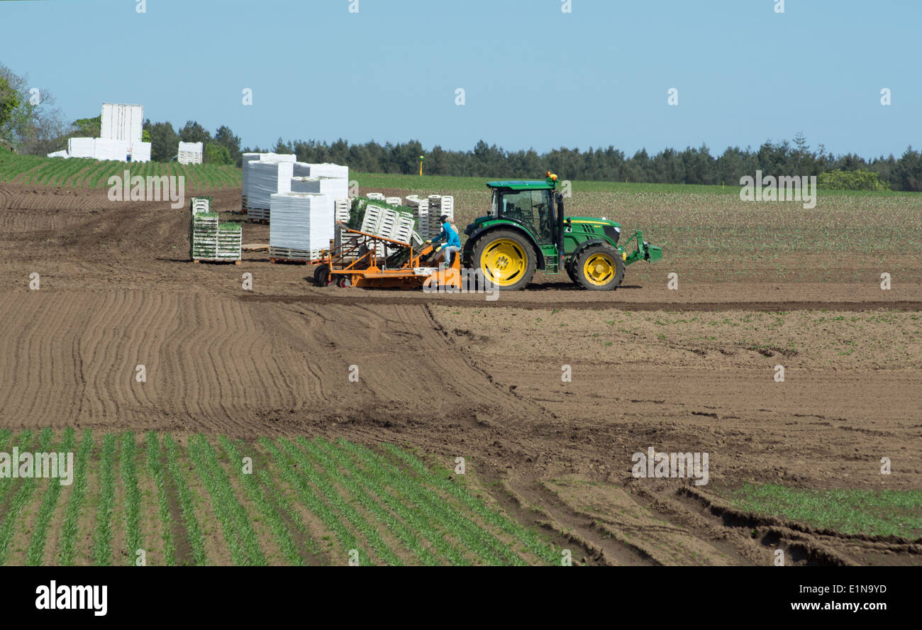Tractor with people planting vegetalble in a field on a sunny day. Stock Photo