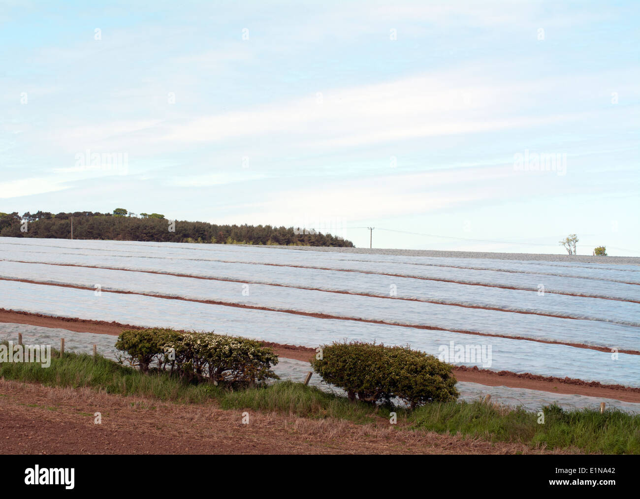 Plastic sheeting hires stock photography and images Alamy