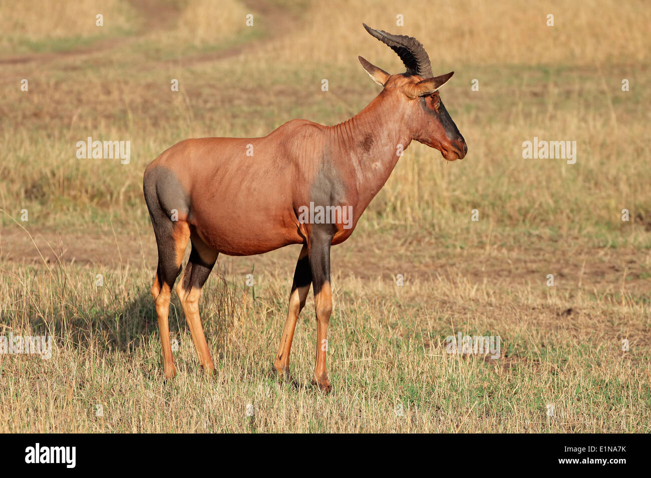 A topi antelope (Damaliscus korrigum), Masai Mara National Reserve, Kenya Stock Photo