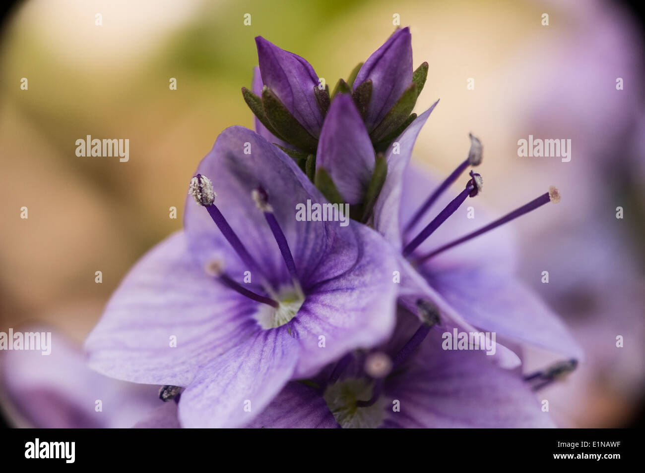 Veronica prostrata 'Spode Blue' Prostrate speedwell. Stock Photo