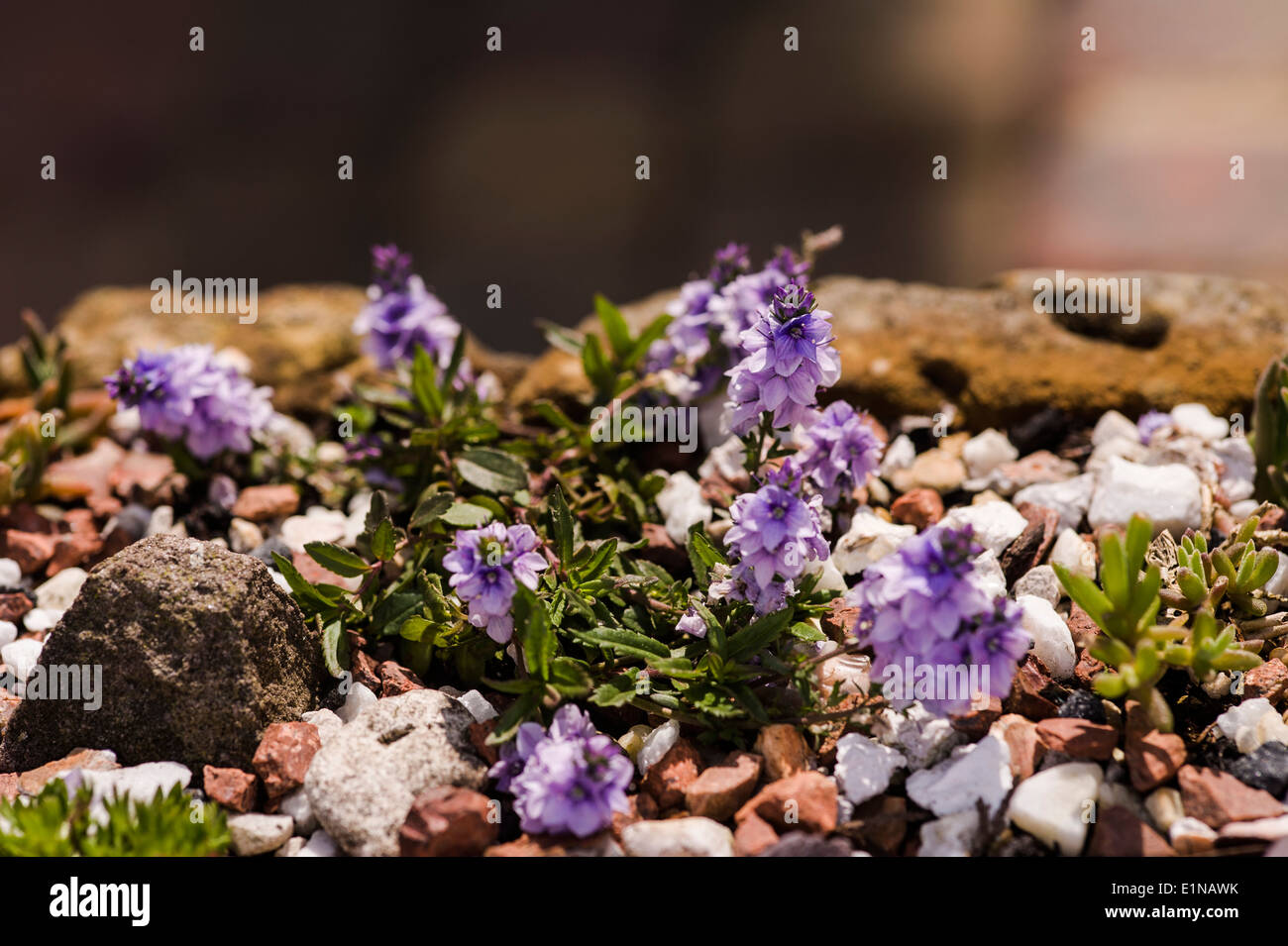 Veronica prostrata 'Spode Blue' Prostrate speedwell. Stock Photo