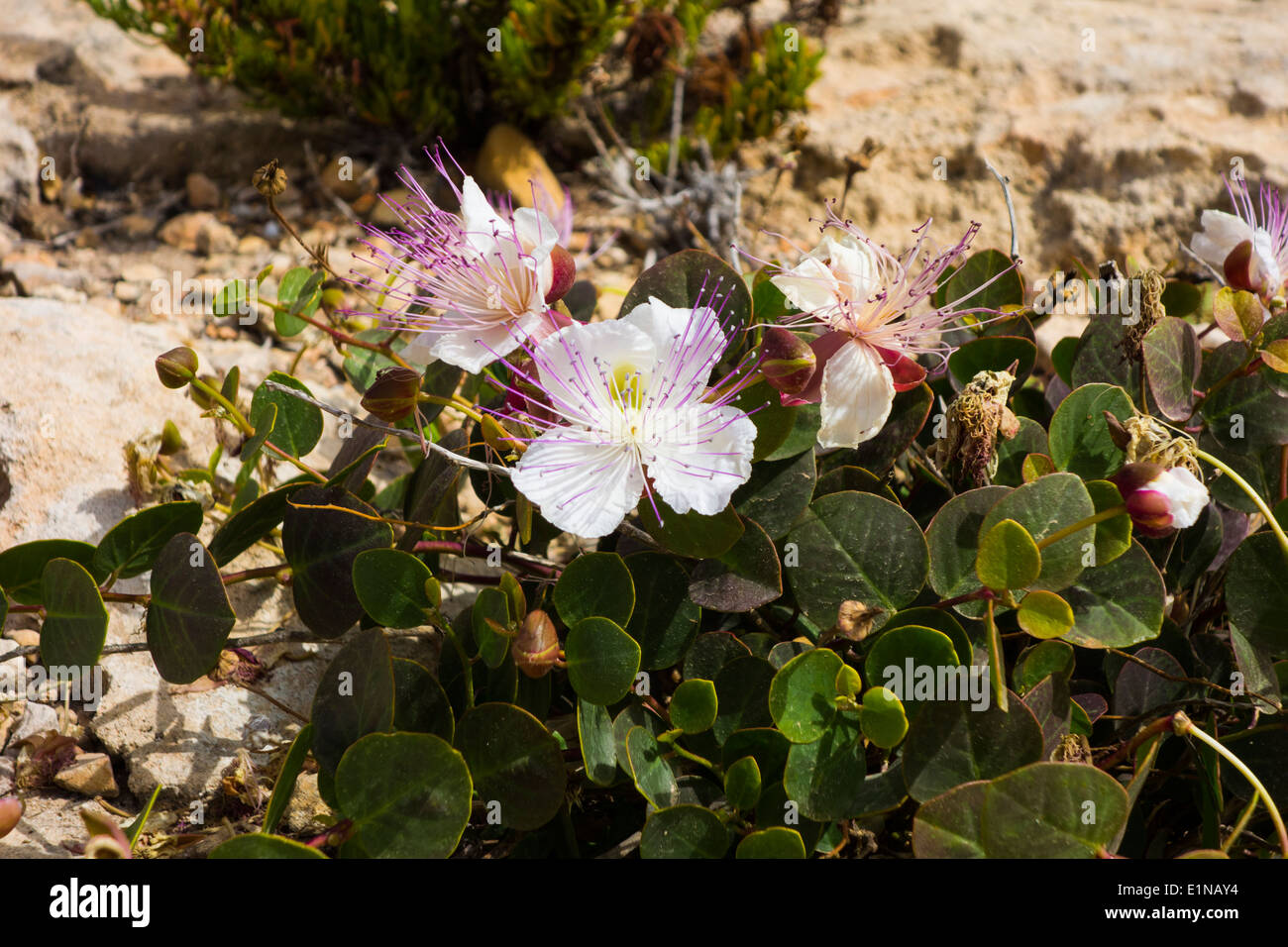 Capparis orientalis. Capparis spinosa subsp. rupestris Stock Photo