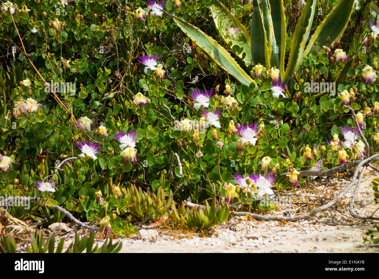 Capparis orientalis. Capparis spinosa subsp. rupestris Stock Photo