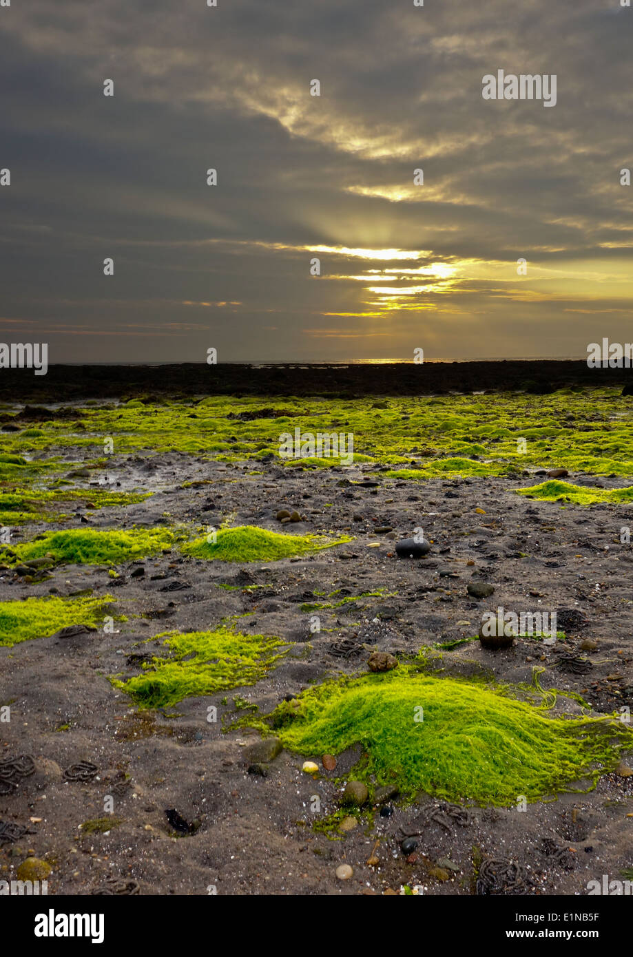 Green seaweed on beach Stock Photo