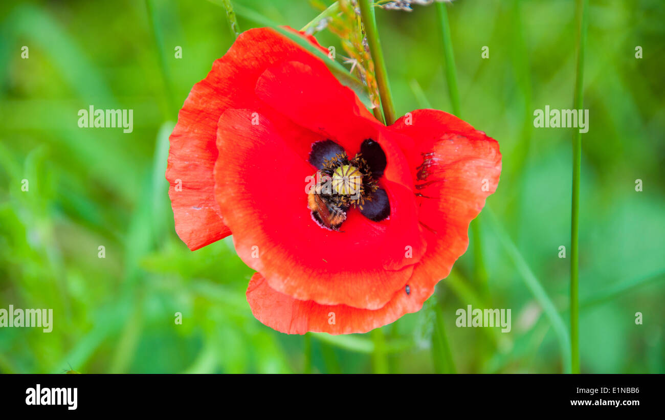 Memorial day, poppy flower Stock Photo Alamy