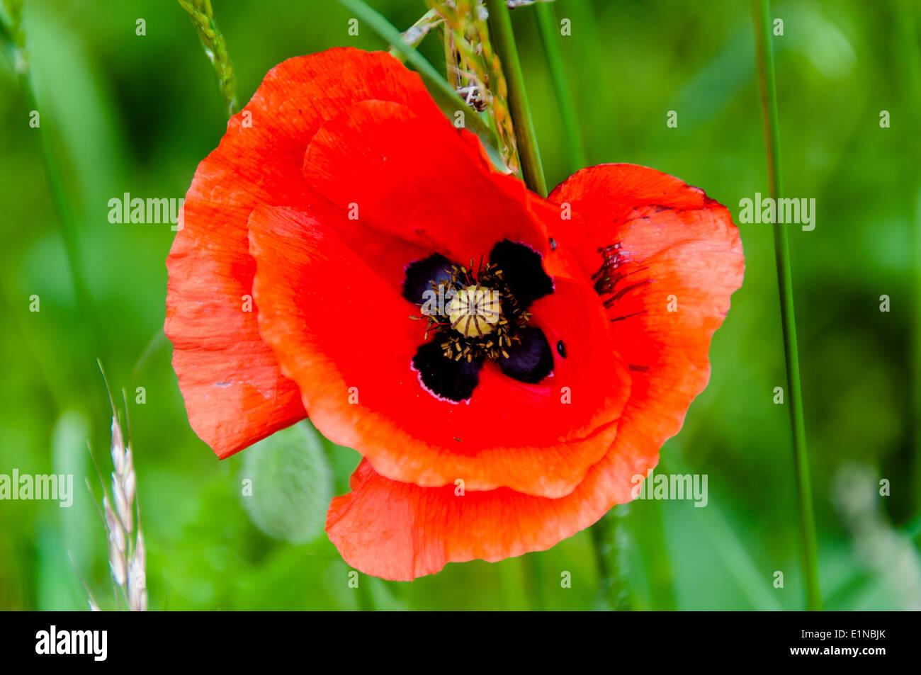 Poppy flower close up, memorial day, d day Stock Photo