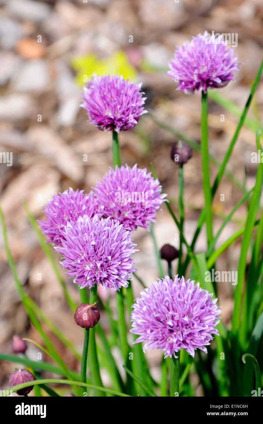 Flower heads of the Allium schoenoprasum (Chives Stock Photo Alamy