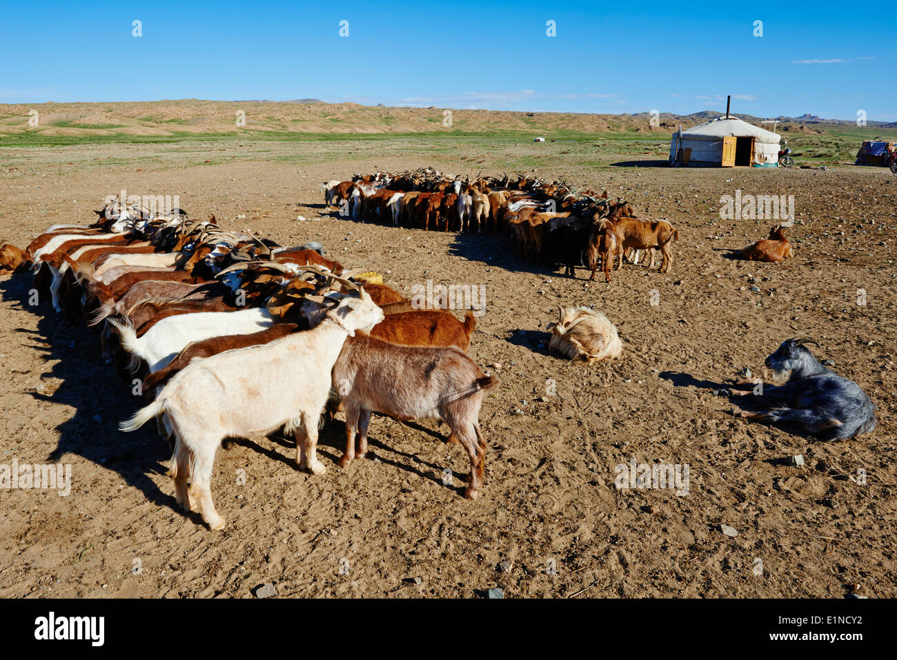 Mongolia, Zavkhan province, nomadic camp, goat ready for milk Stock Photo