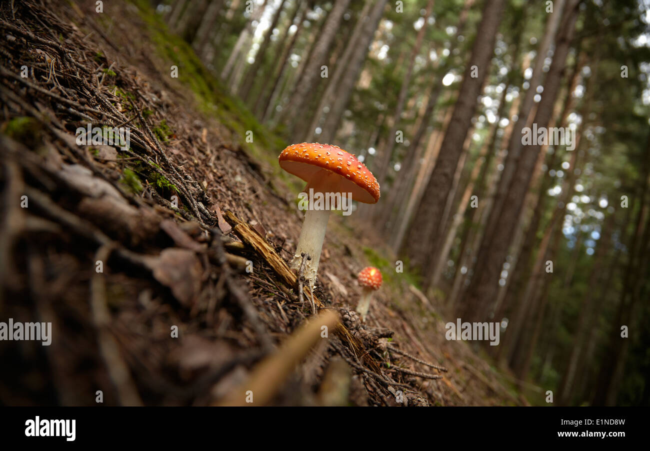 a big and a small fly agaric [Amanita muscaria] in a forest of coniferous trees Stock Photo