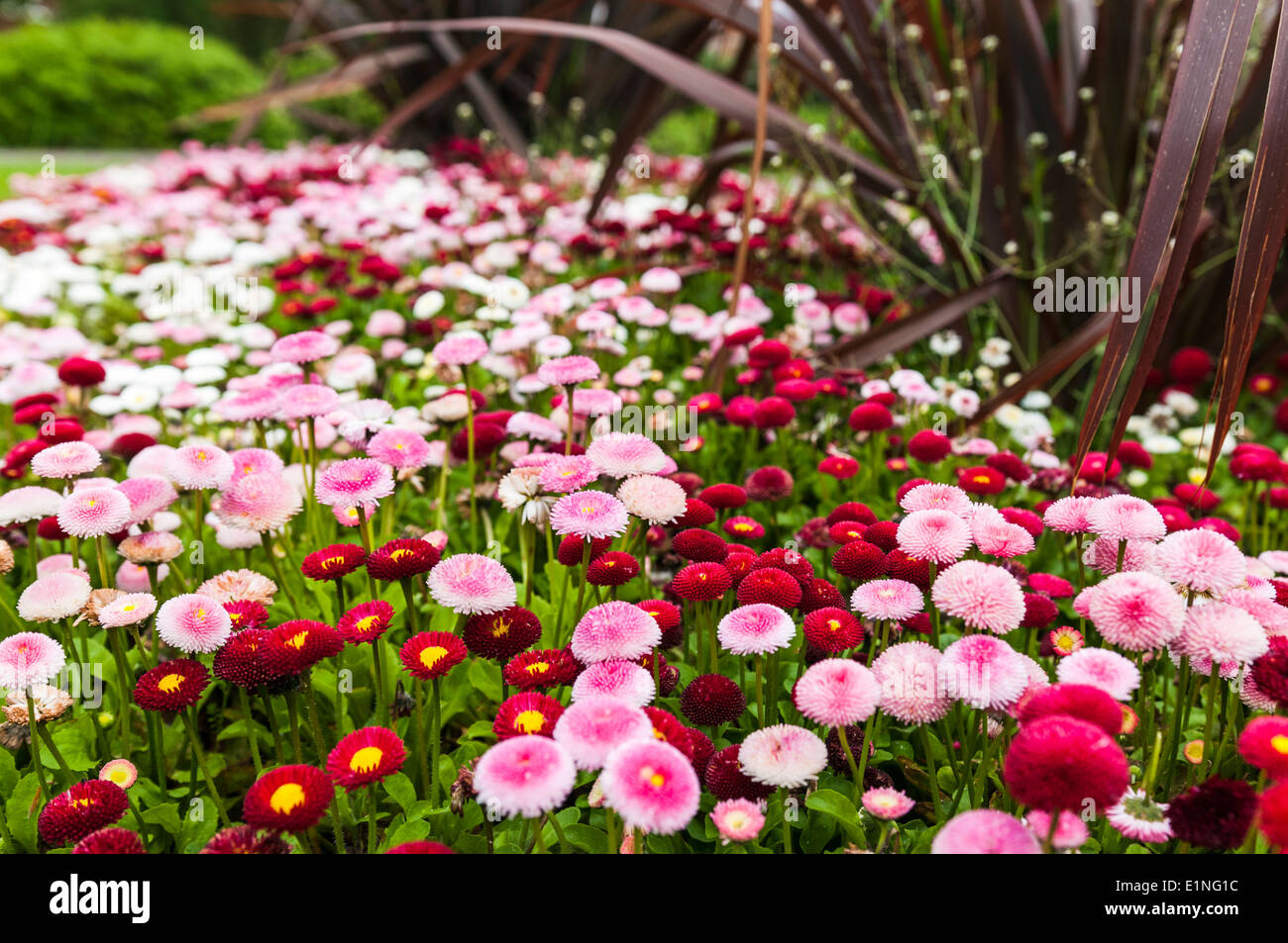 Red white and pink Pomponette daisies in a park flowerbed Stock Photo