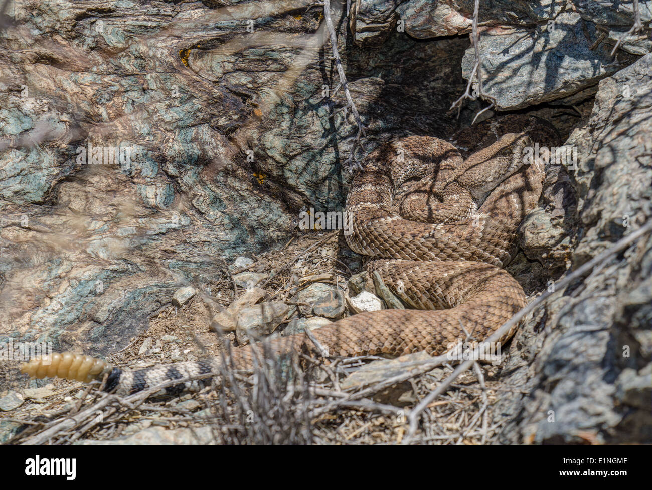 Western diamondback rattlesnake den hi-res stock photography and images ...