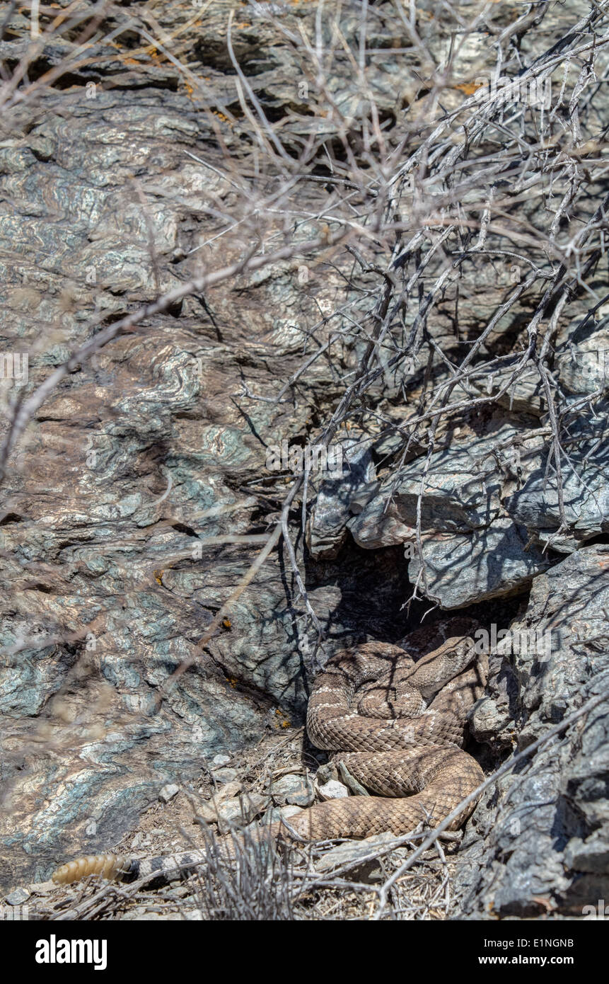 Western Diamond-backed Rattlesnake, (Crotalus atrox), laying out at a ...