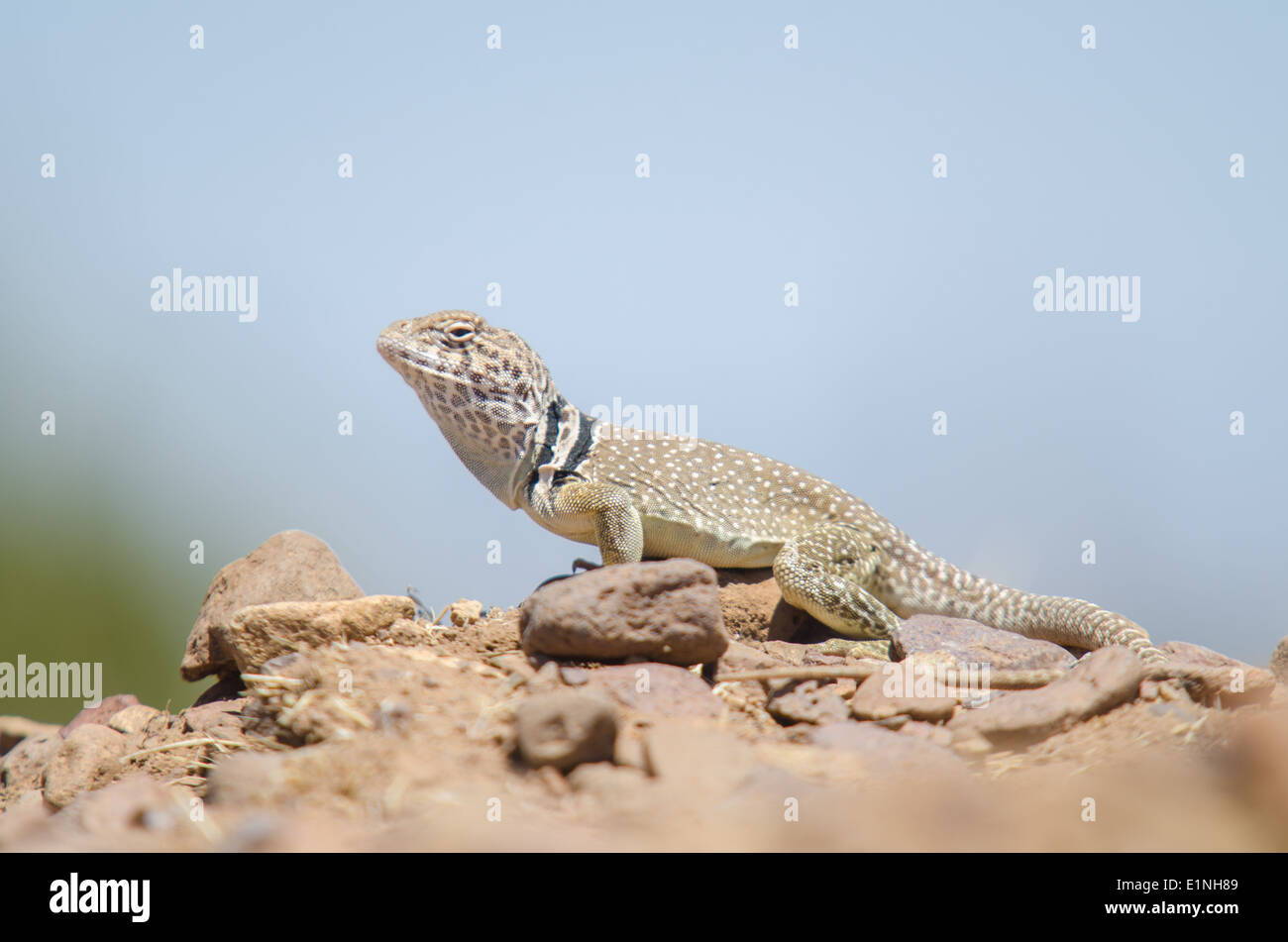Eastern Collared Lizard, (Crotaphytus collaris), Socorro co., New