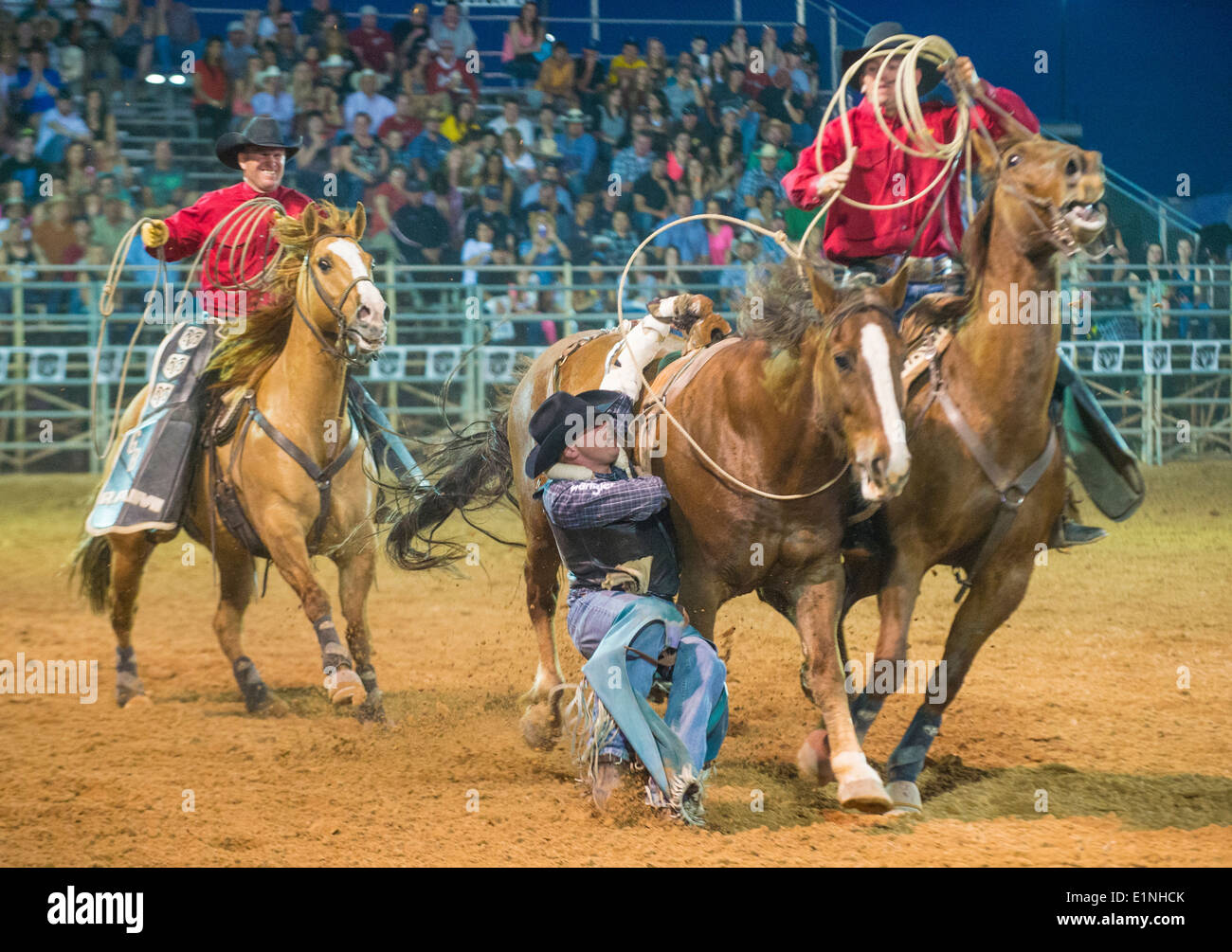 Cowboy Participating in a Bucking Horse Competition at the Clark County ...