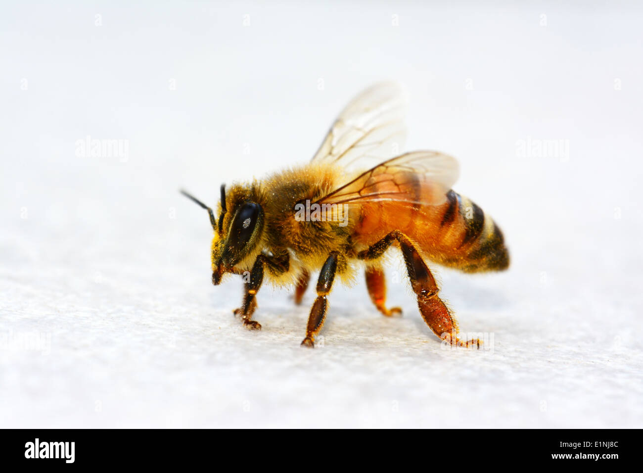 Honey bee Stock Photo