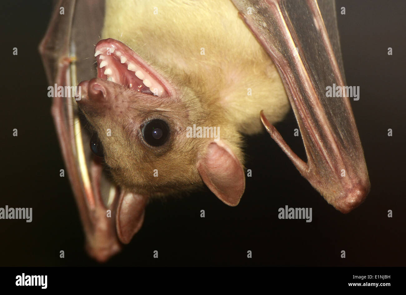 Fruit Bat open mouth Stock Photo