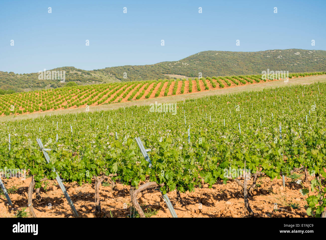 Carignan grape hires stock photography and images Alamy