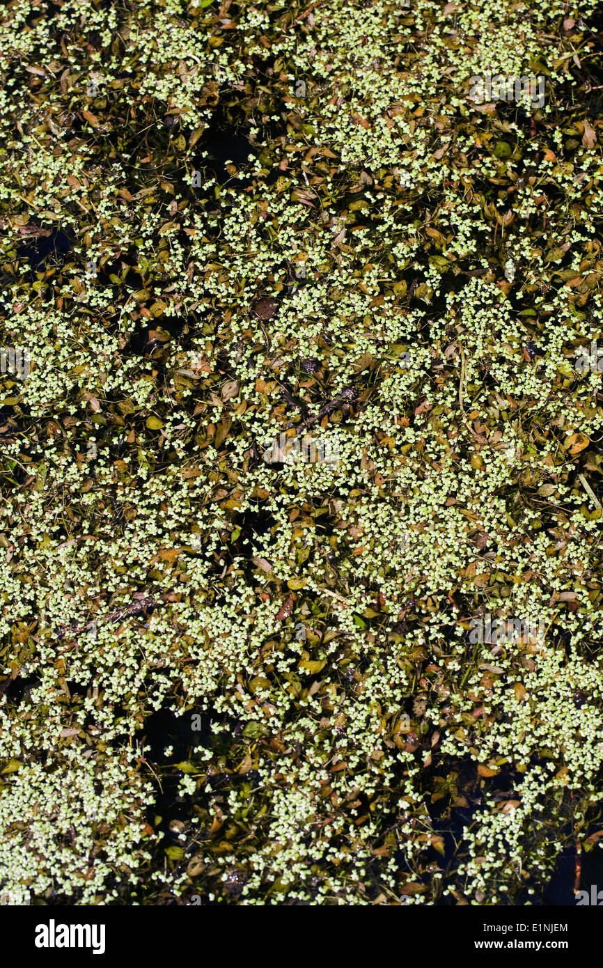 Lemna minuta. Duckweed covering a pond. Stock Photo