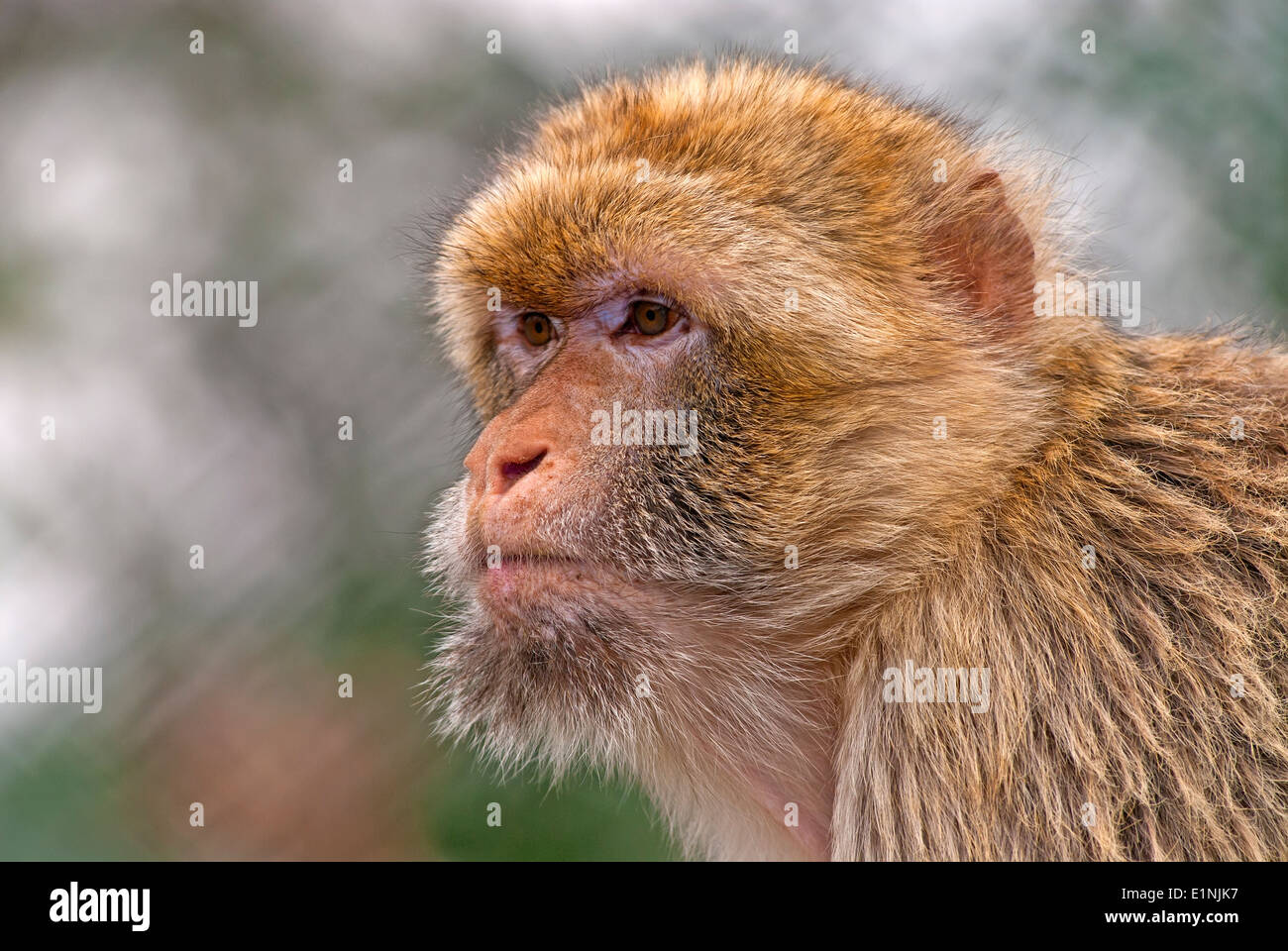 macaque monkey, primate Stock Photo