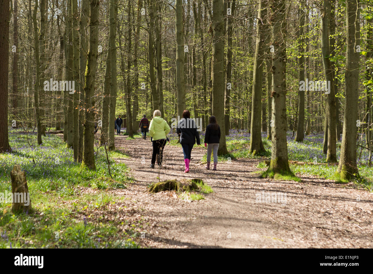 Walkers in the Chilterns woodlands, England Stock Photo Alamy
