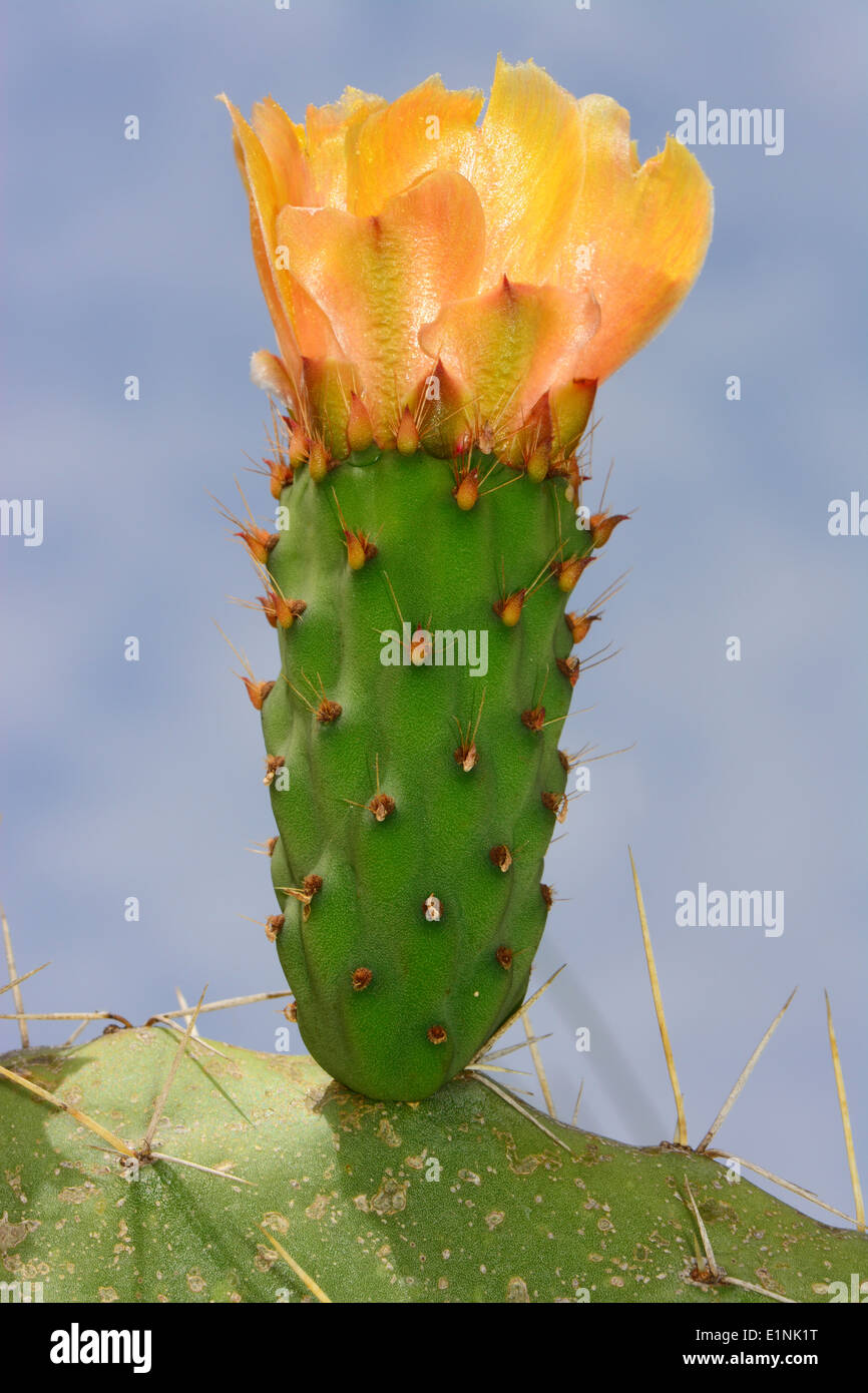 Prickly pear fruit hires stock photography and images Alamy