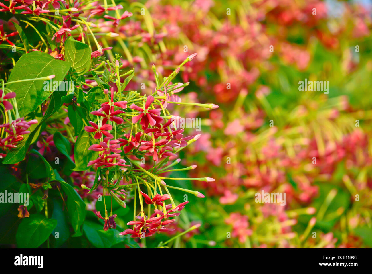 Rangoon creeper (Quisqualis indica) in summer time Stock Photo