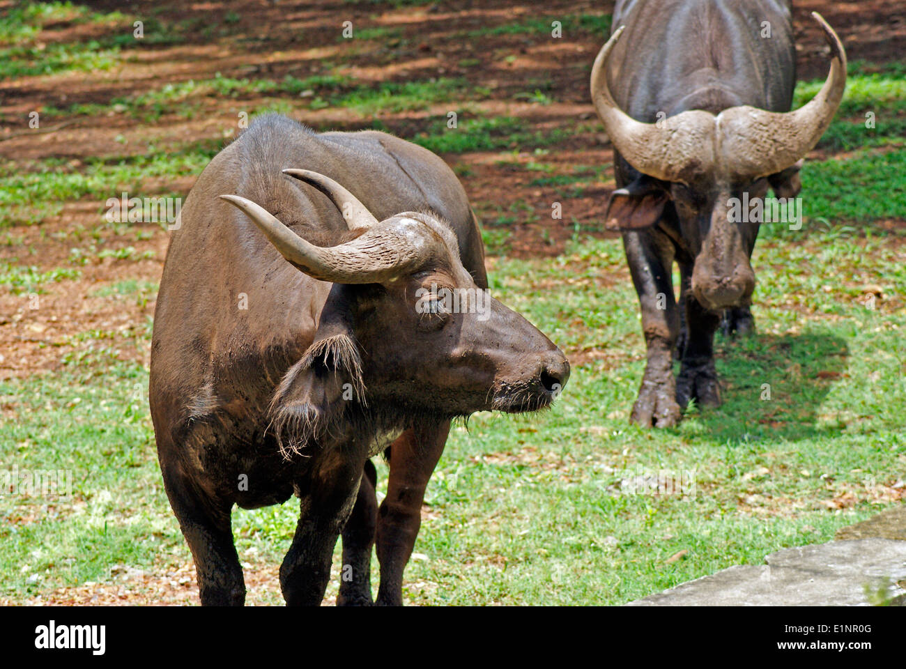 Gaur or Indian bison the largest extant bovine animal gaur India Stock Photo