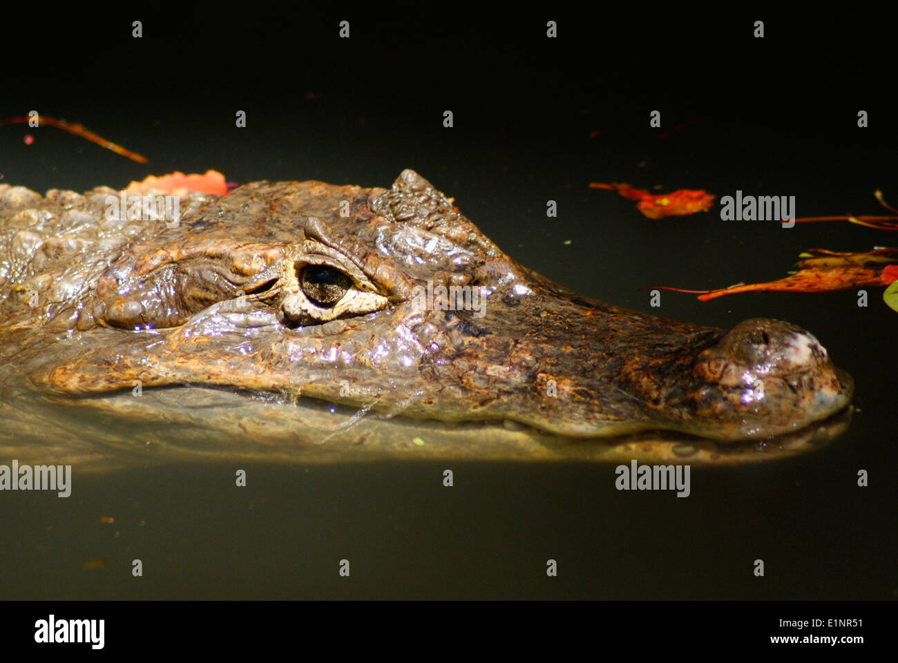 Crocodile in Water crocodile eye typical view spectacled caiman crocodilus Stock Photo