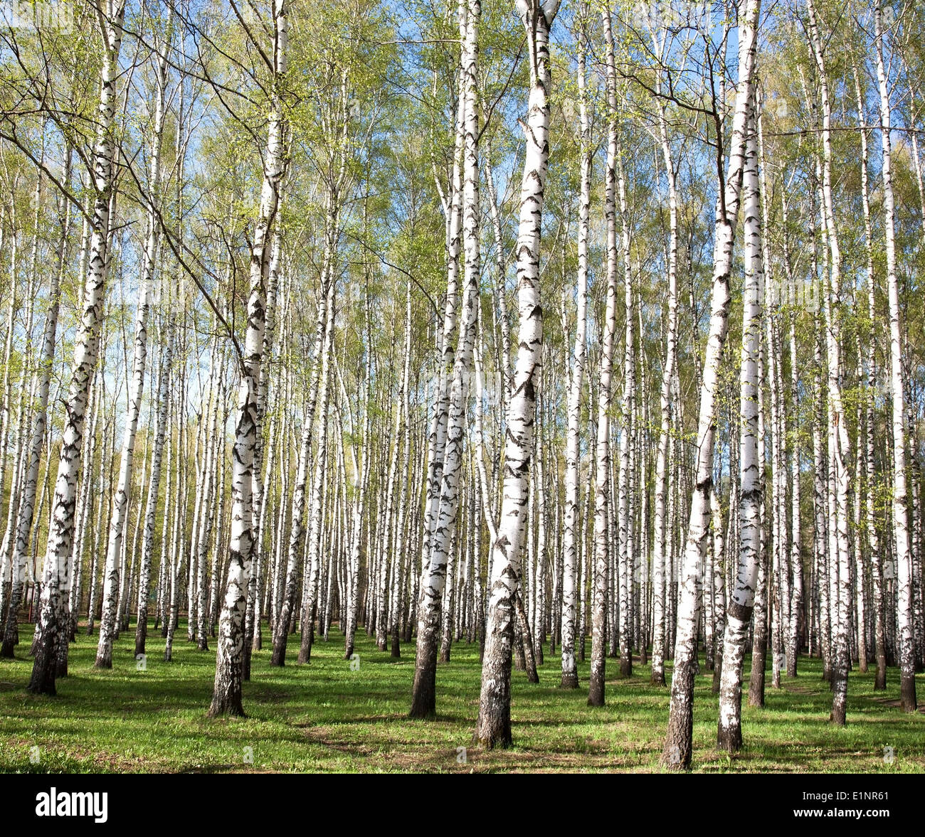 Spring birches Stock Photo