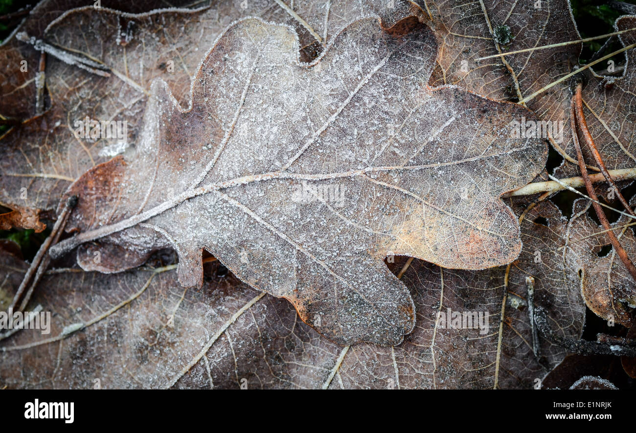 Oak leaves texture hi-res stock photography and images - Alamy