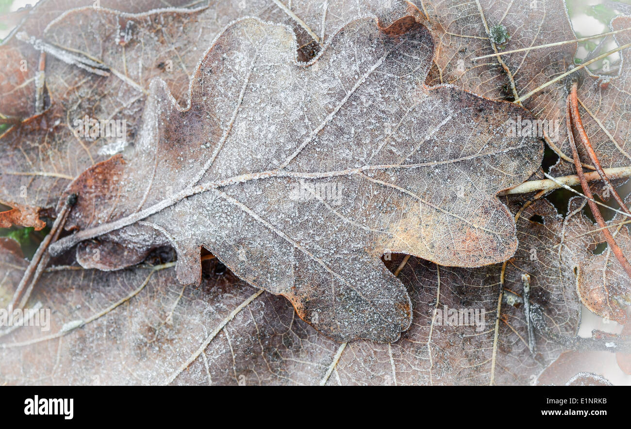 Oak leaves texture hi-res stock photography and images - Alamy