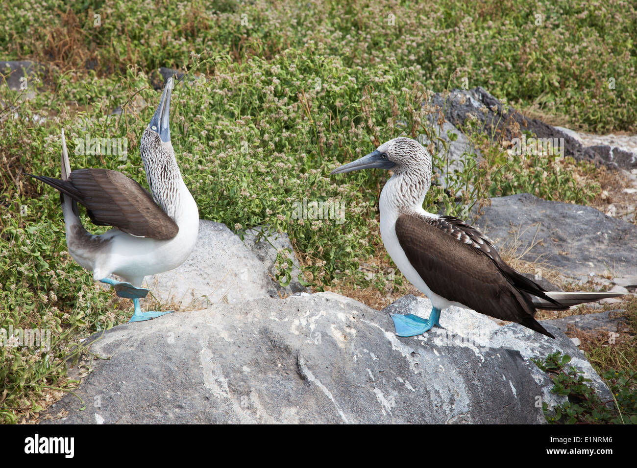 Blue-footed Boobies (Sula nebouxii) courtship dance on Espanola Island in the Galapagos Islands Stock Photo