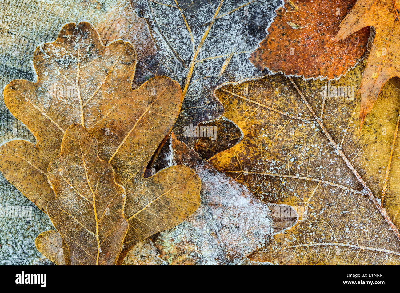 Oak leaves texture hi-res stock photography and images - Alamy