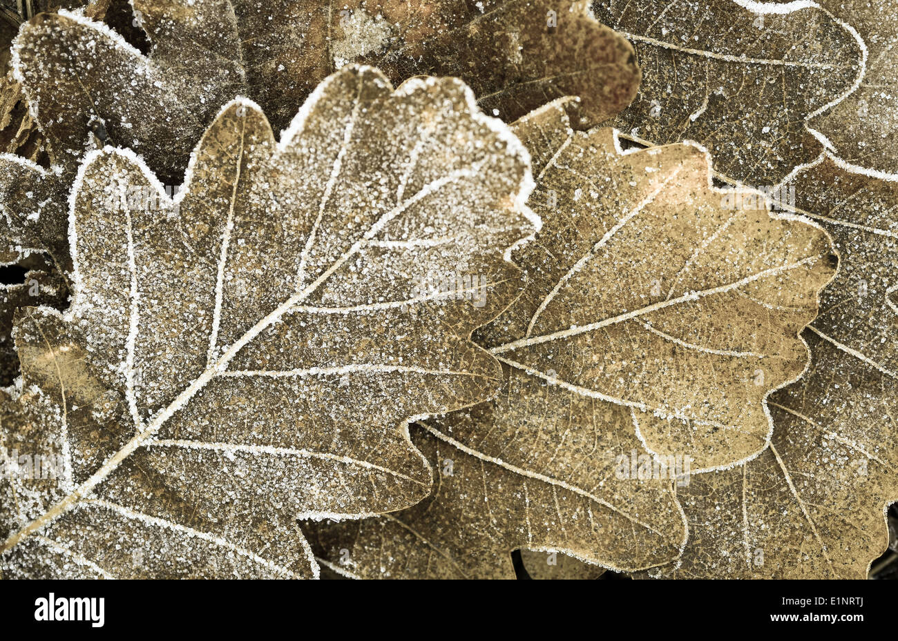 Oak leaves texture hi-res stock photography and images - Alamy