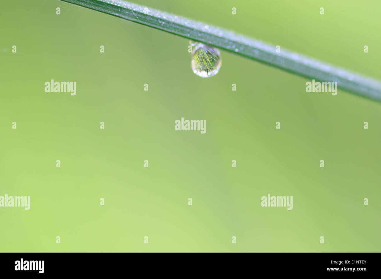 grass blade with waterdrop against green background Stock Photo