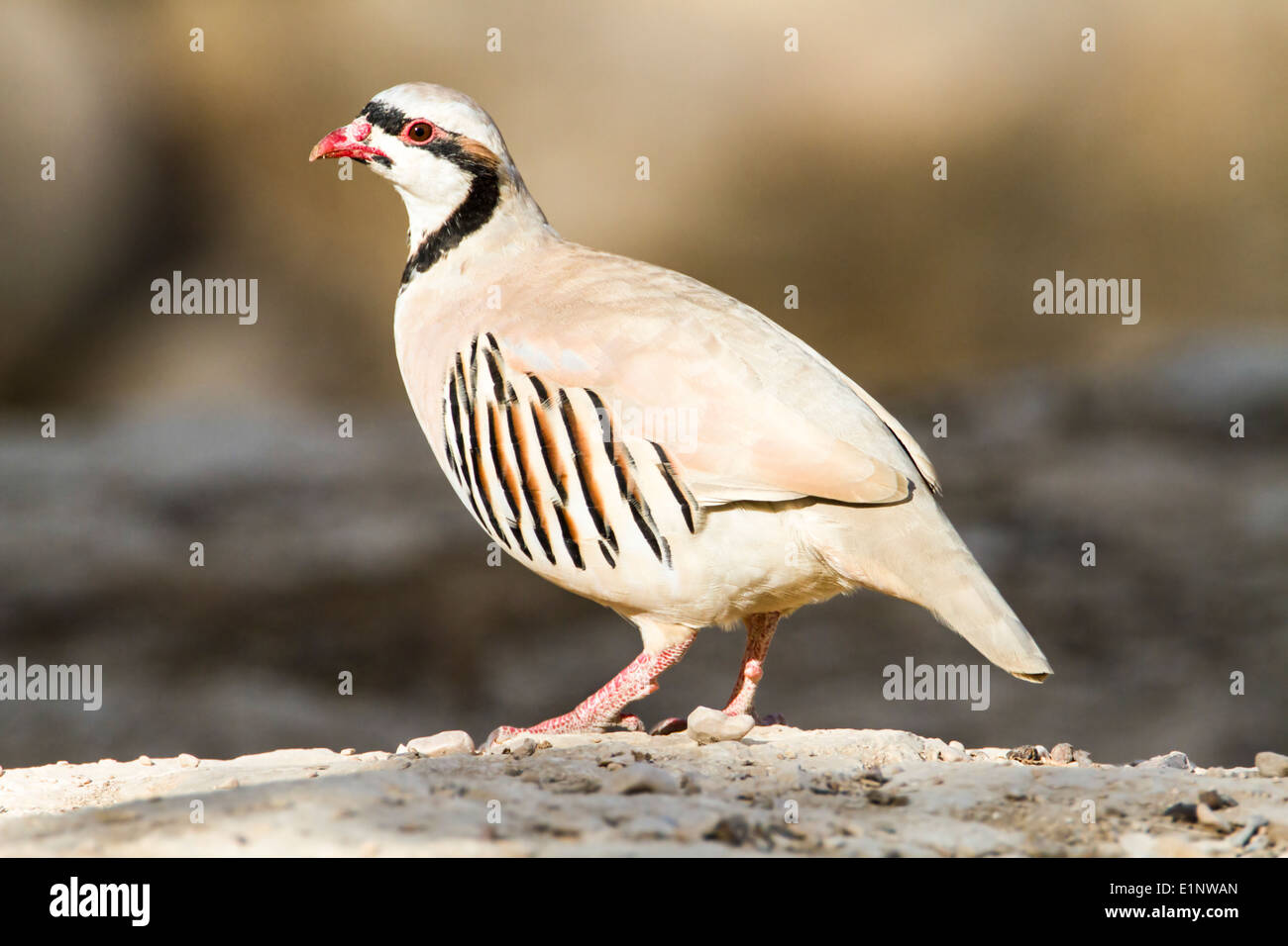 Chukar Partridge or Chukar (Alectoris chukar) Photographed in Israel, Arava desert Stock Photo