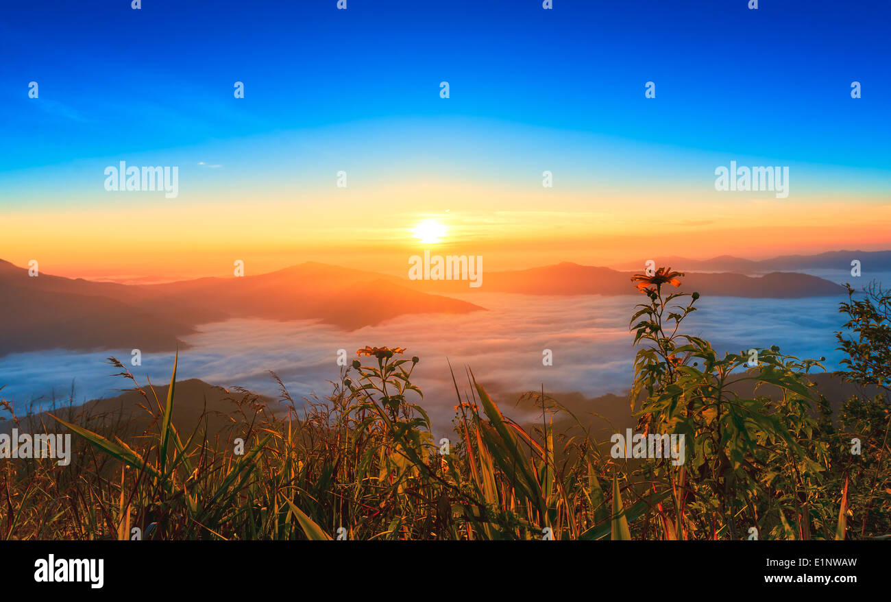 Sunflower in sunrise time with fog Stock Photo Alamy