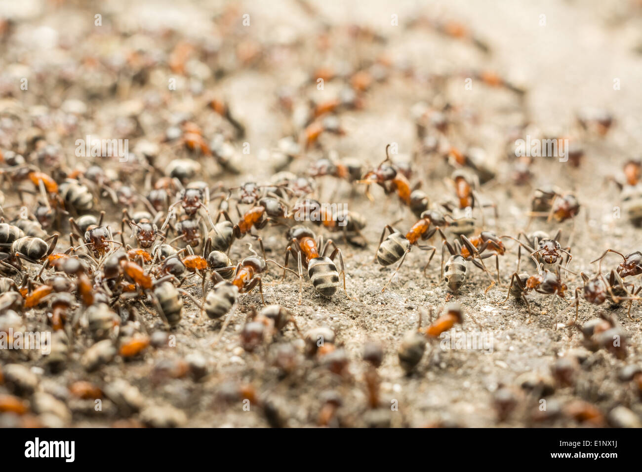 Ants Colony Looking For Food Stock Photo