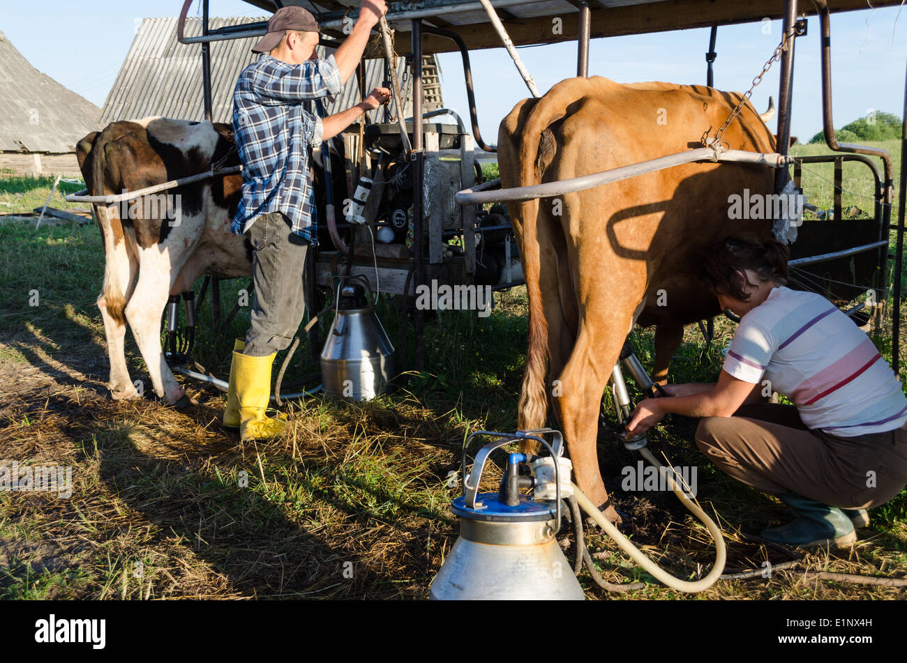 farmers ryots couple milking cow animals in farm Stock Photo