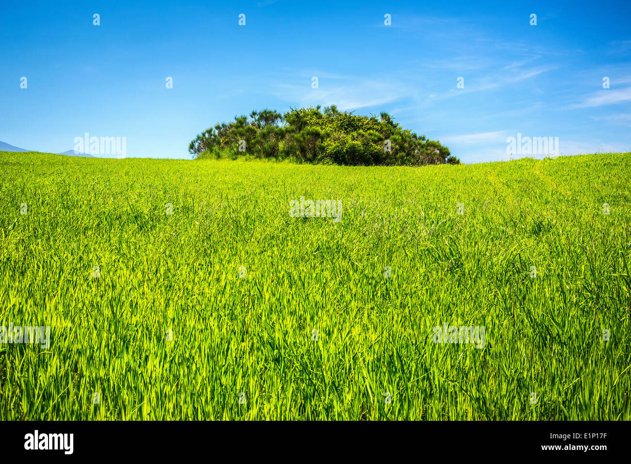 Green field under blue sky Stock Photo - Alamy