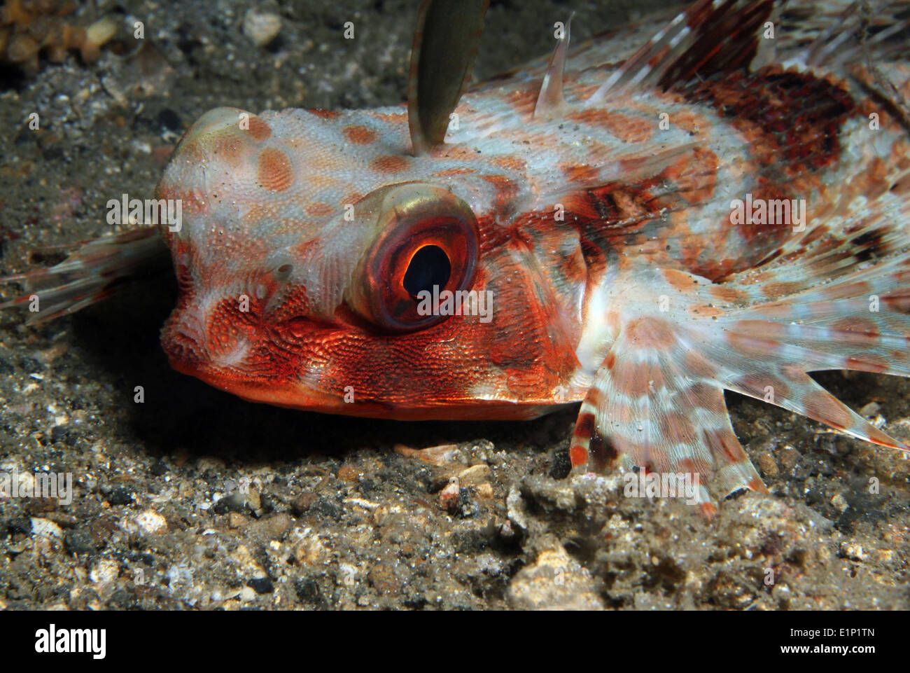 Close-up of a Flying Gurnard (Dactyloptena Orientalis), Lembeh Strait, Indonesia Stock Photo