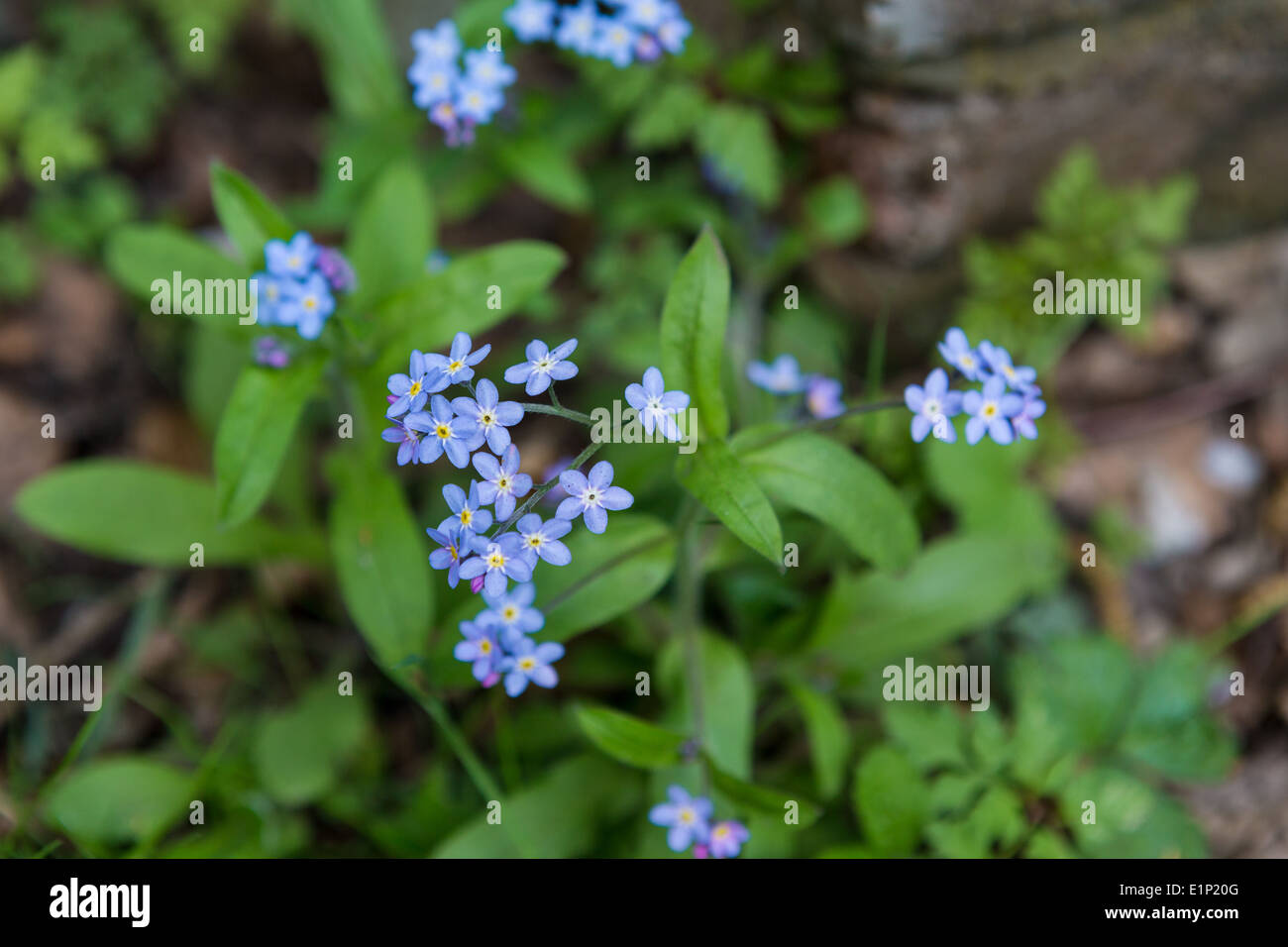 Wild Forget Me Not Flowers in English woodland Stock Photo