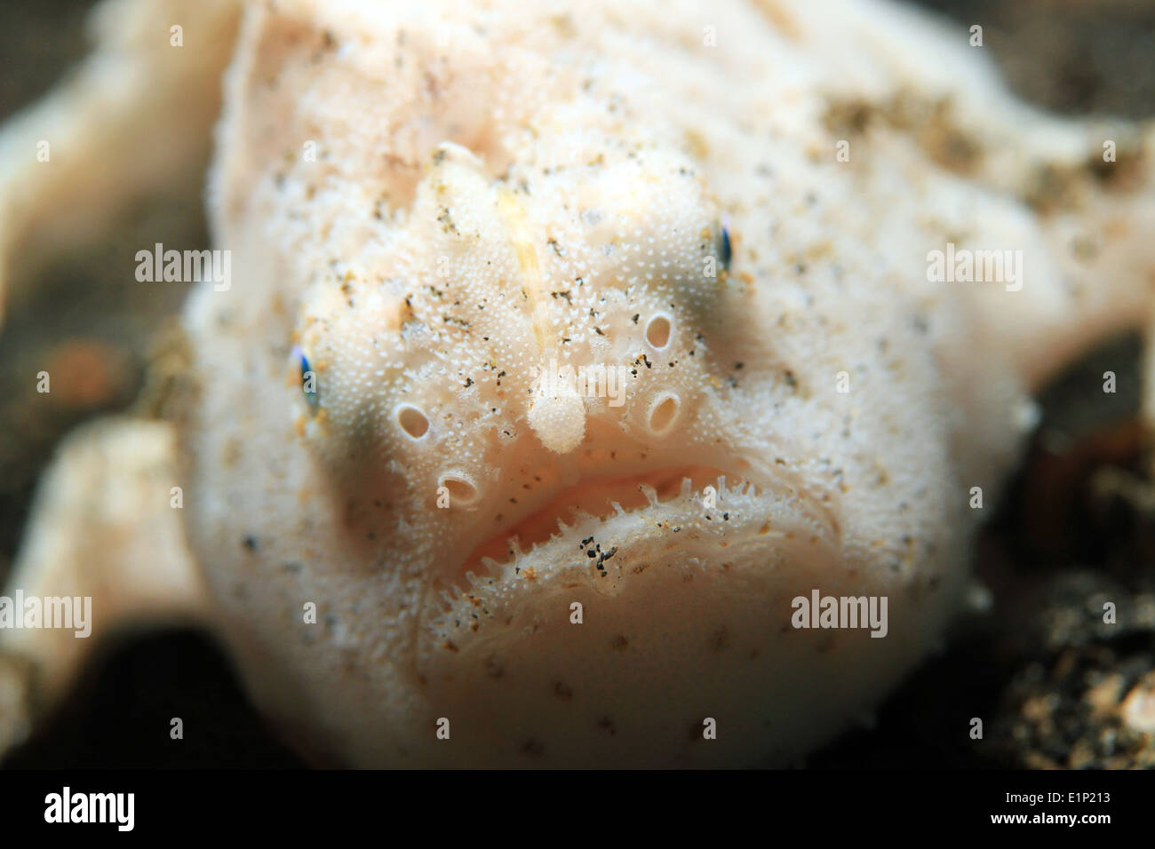 Close-up of Juvenile Shaggy Frogfish (Antennarius Hispidus), Lembeh Strait, Indonesia Stock Photo