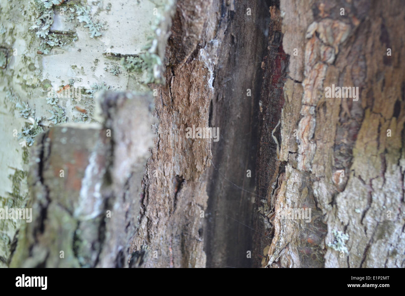 Finnish birch tree Stock Photo - Alamy