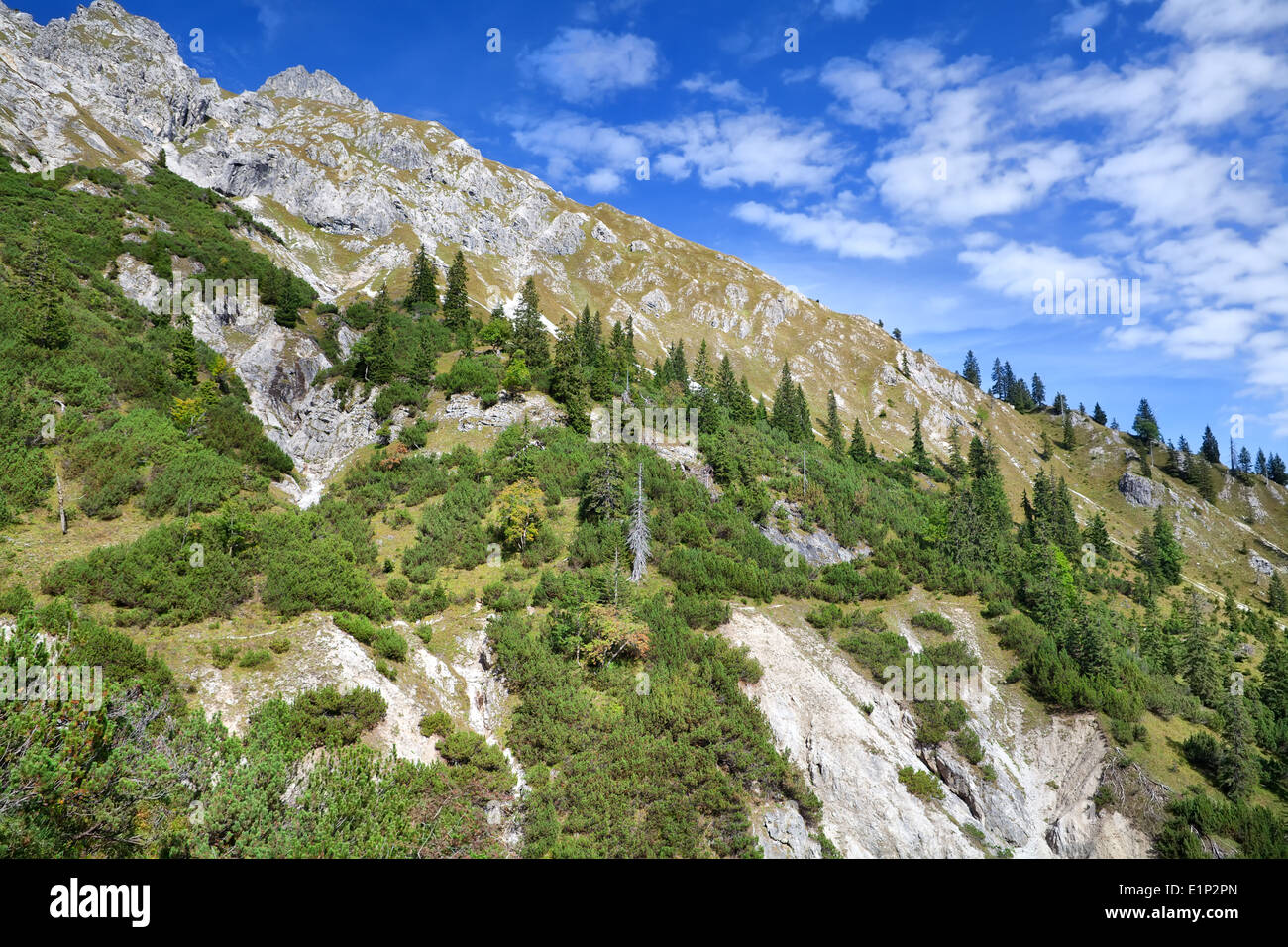 Rocky mountain white pine hi-res stock photography and images - Alamy