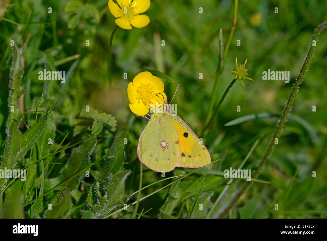 Clouded yellow (Colias croceus) butterfly feeding on a buttercup Stock Photo