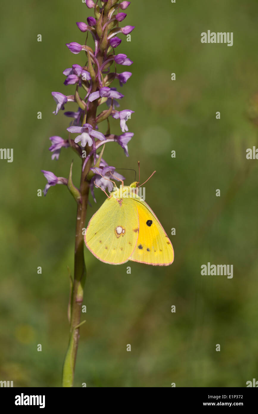 Clouded yellow (Colias croceus) butterfly feeding on common spotted orchid Stock Photo