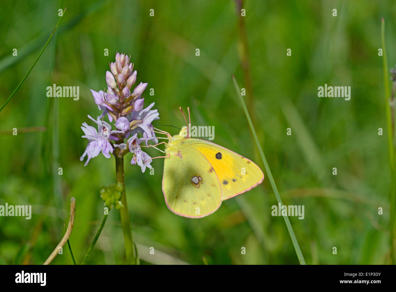 Clouded yellow (Colias croceus) butterfly feeding on common spotted orchid. Stock Photo