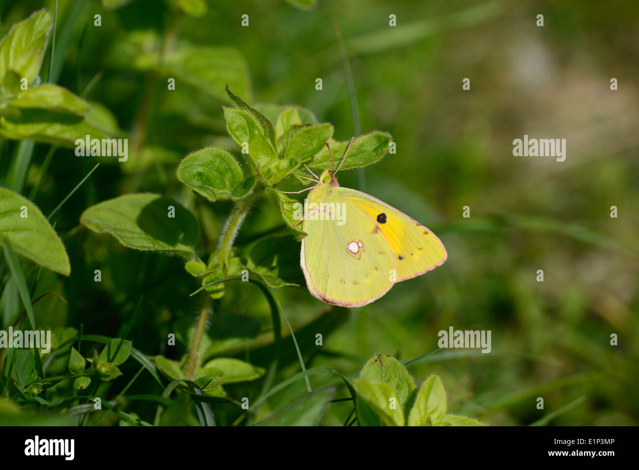 Clouded yellow (Colias croceus) butterfly Stock Photo Alamy
